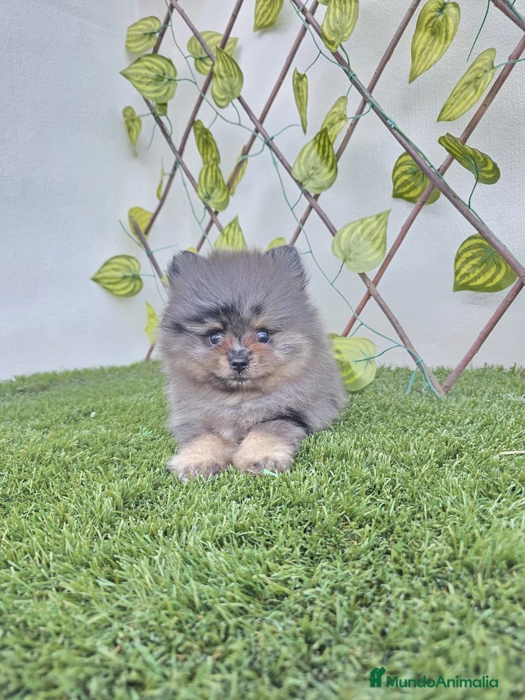 Pomerania perros en venta: LULU DE POMERANIA - Anuncio 2