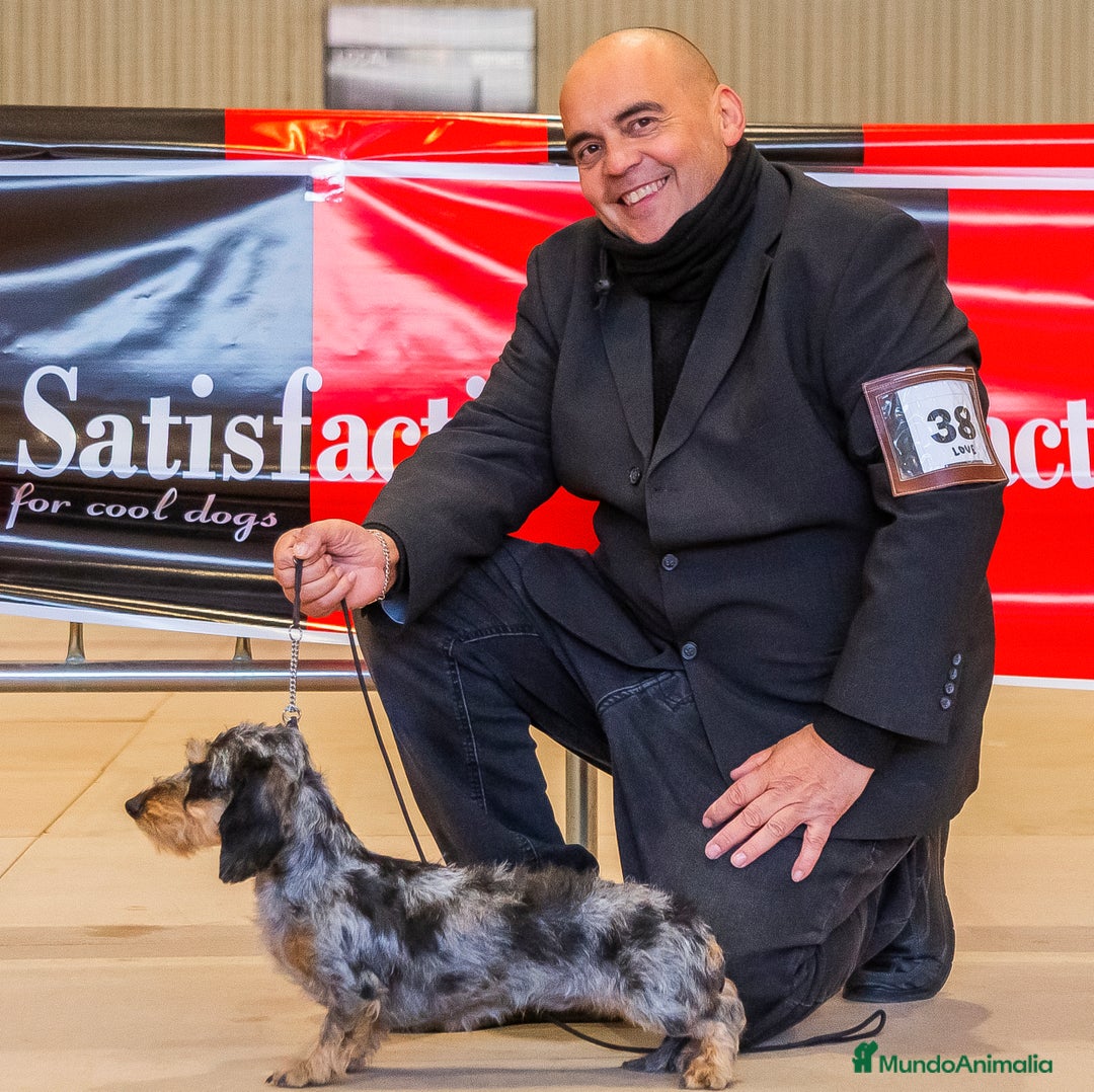 Teckel perros en venta: Teckel kaninchen,3 hembras calidad  - Anuncio 4