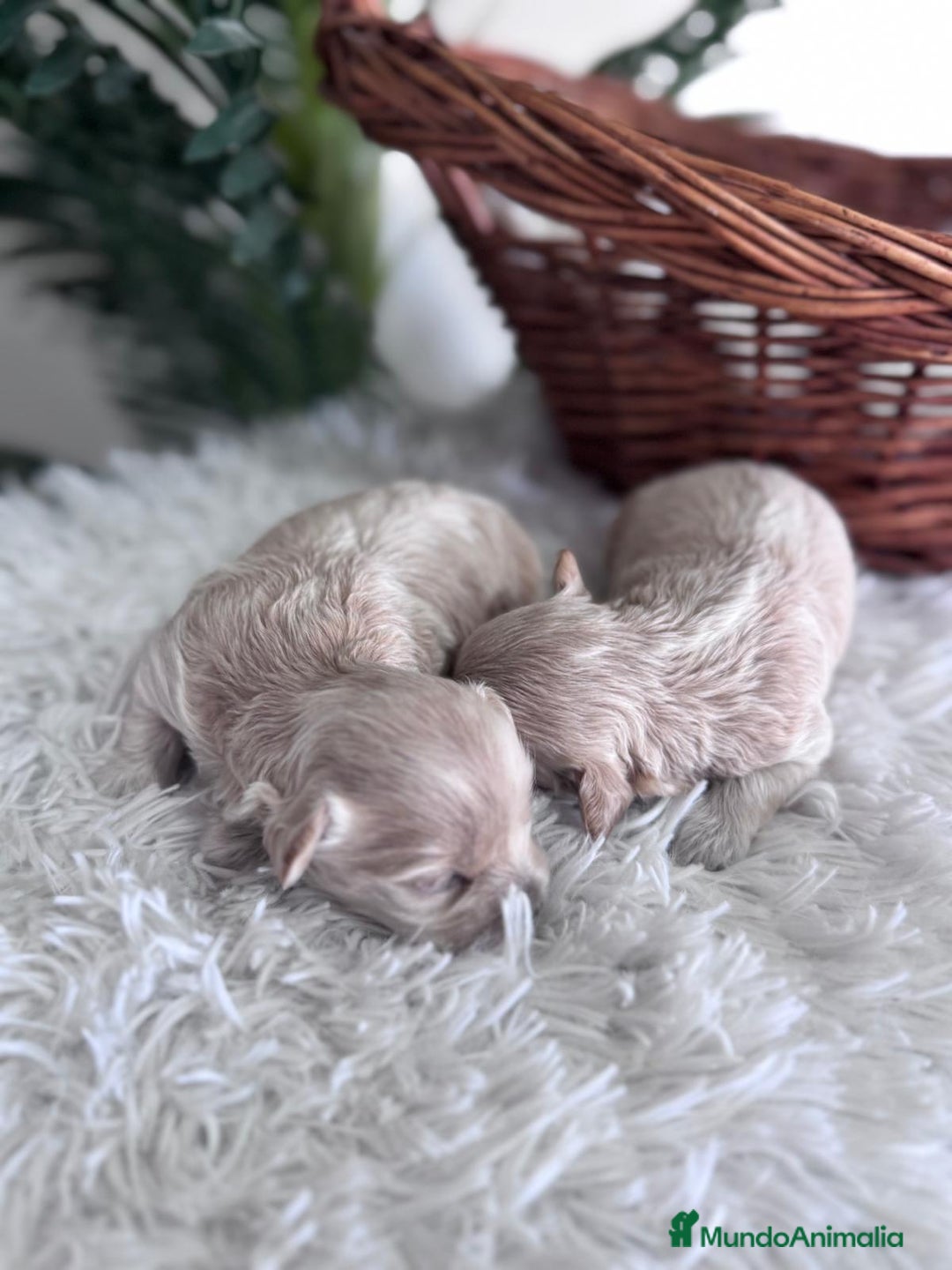 Maltipoo perros en venta: MALTIPOO HEMBRAS - Imagen 6