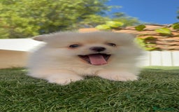 Pomerania perros en venta: POMERANIA MACHO - Imagen 21
