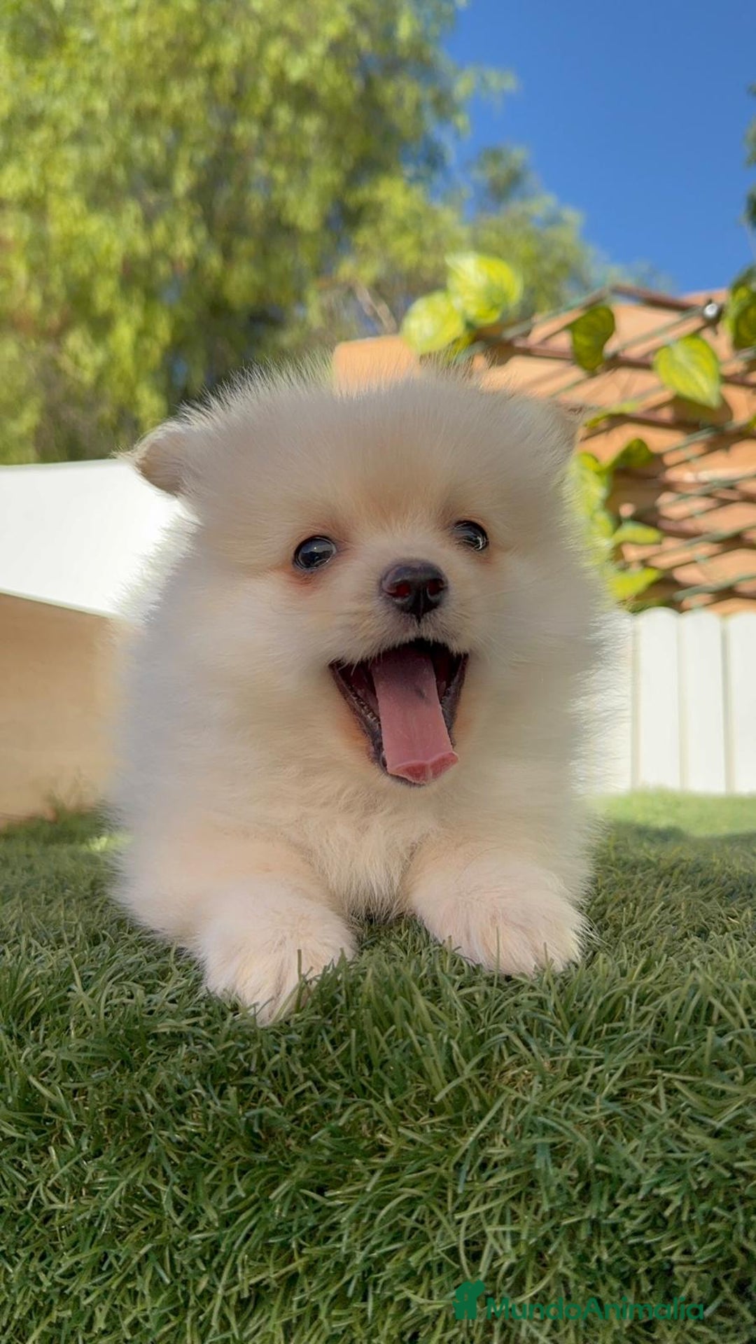 Pomerania perros en venta: POMERANIA MACHO - Imagen 21