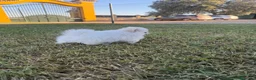 Pomerania perros en venta: Alta selección de Pomeranias  - Anuncio 8