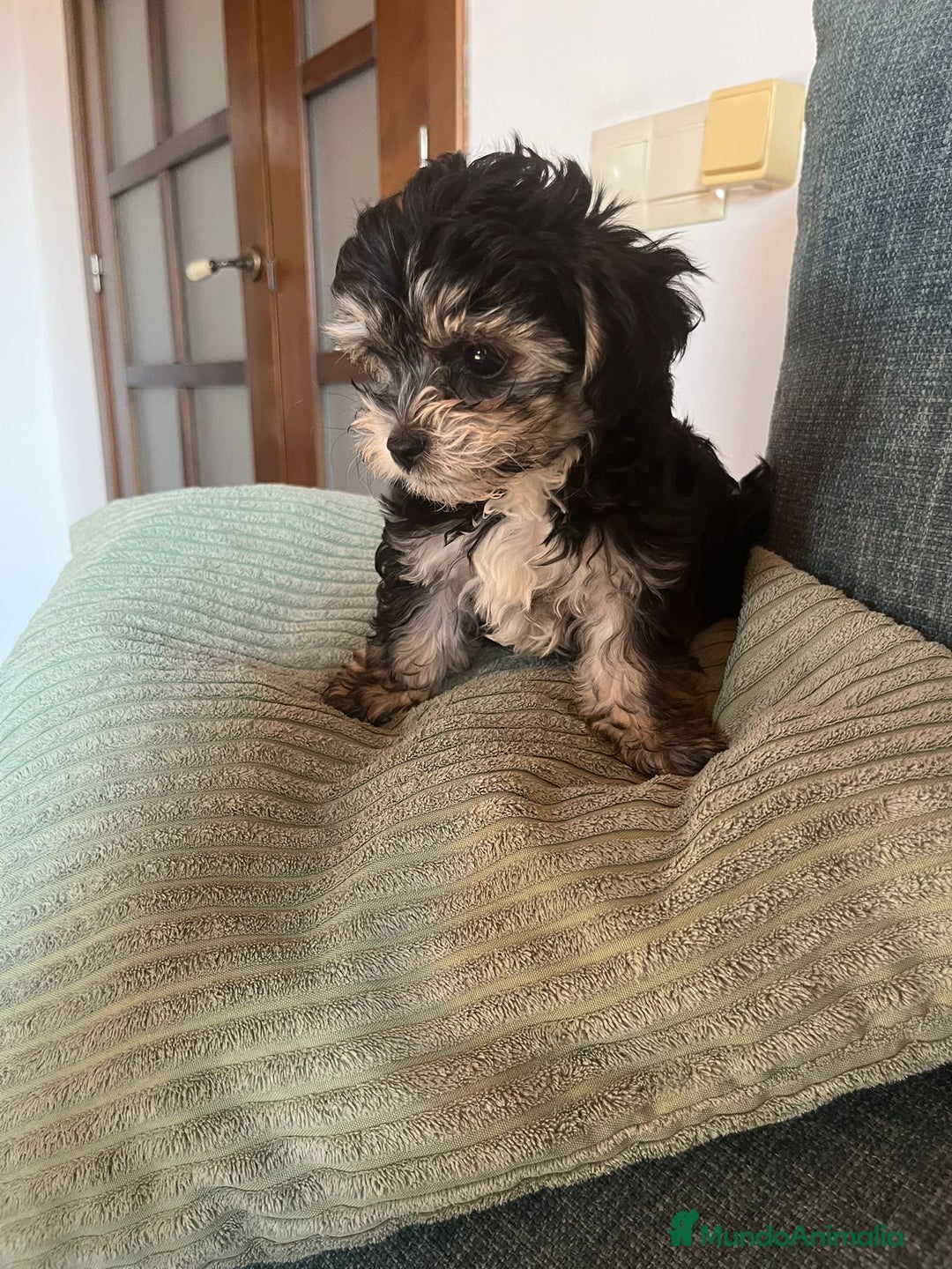Raza Mixta perros en venta: CACHORROS DE YORKIE POO - Imagen 5
