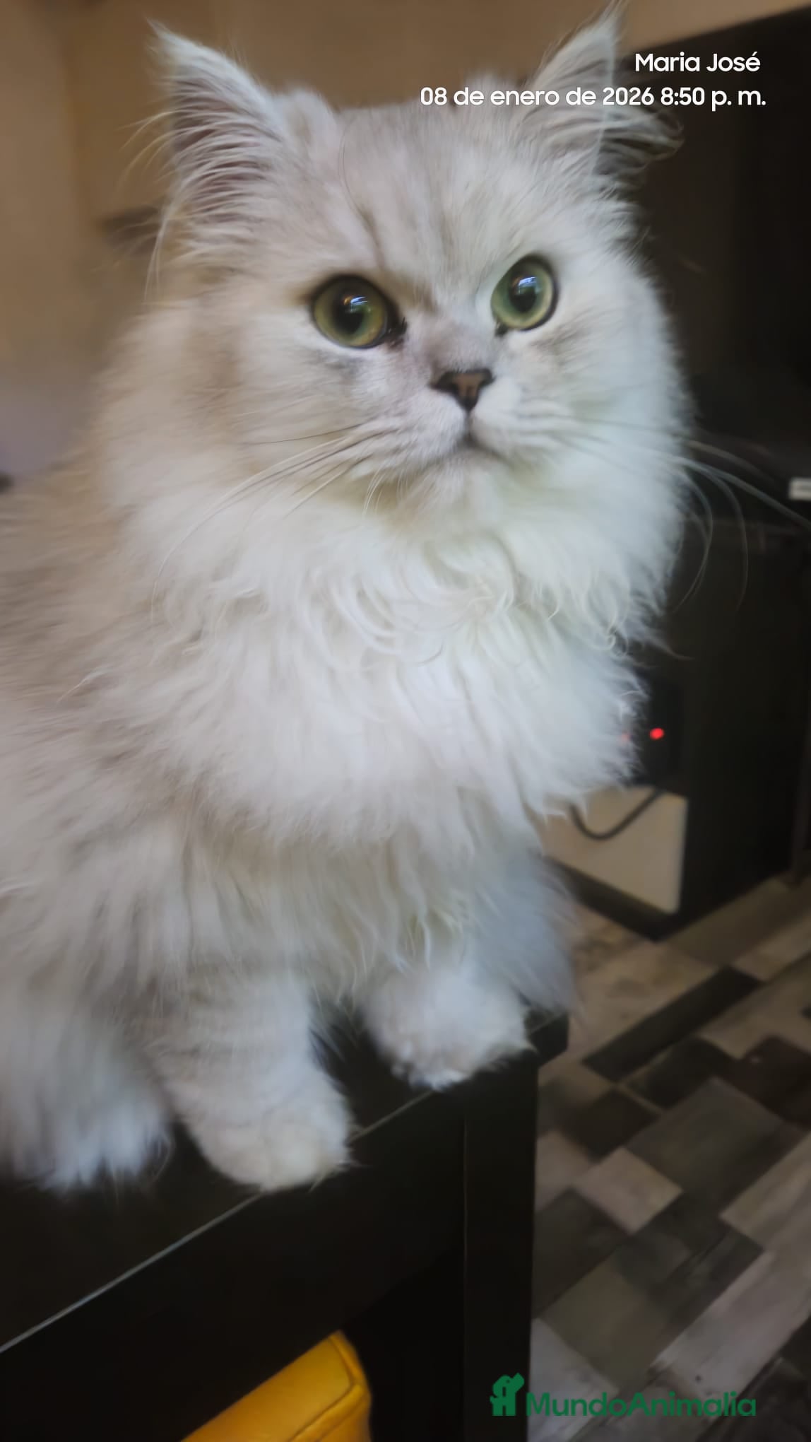 Persa gatos Persa chinchilla  - Anuncio 4