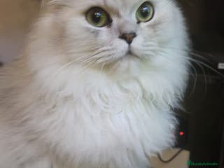 Persa gatos Persa chinchilla - Anuncio 2