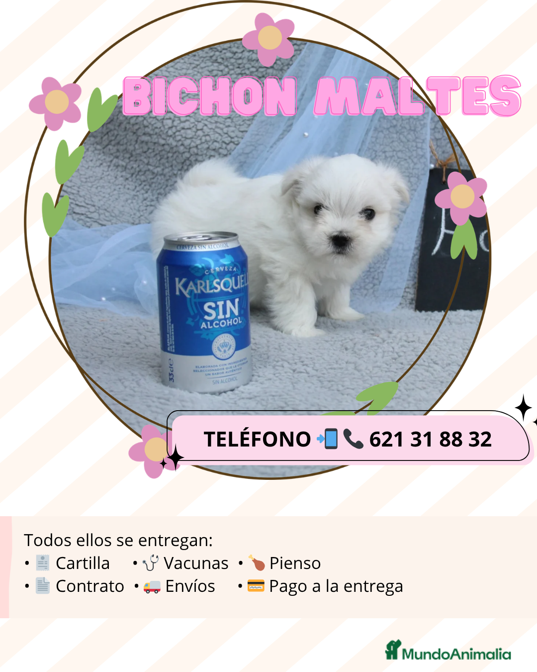 Bichón Maltés perros Bichón maltes enano auténtico ✨ - Anuncio 1