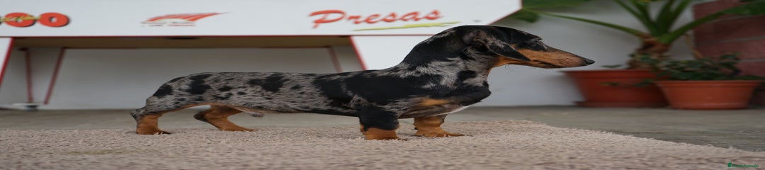 GREGORIO