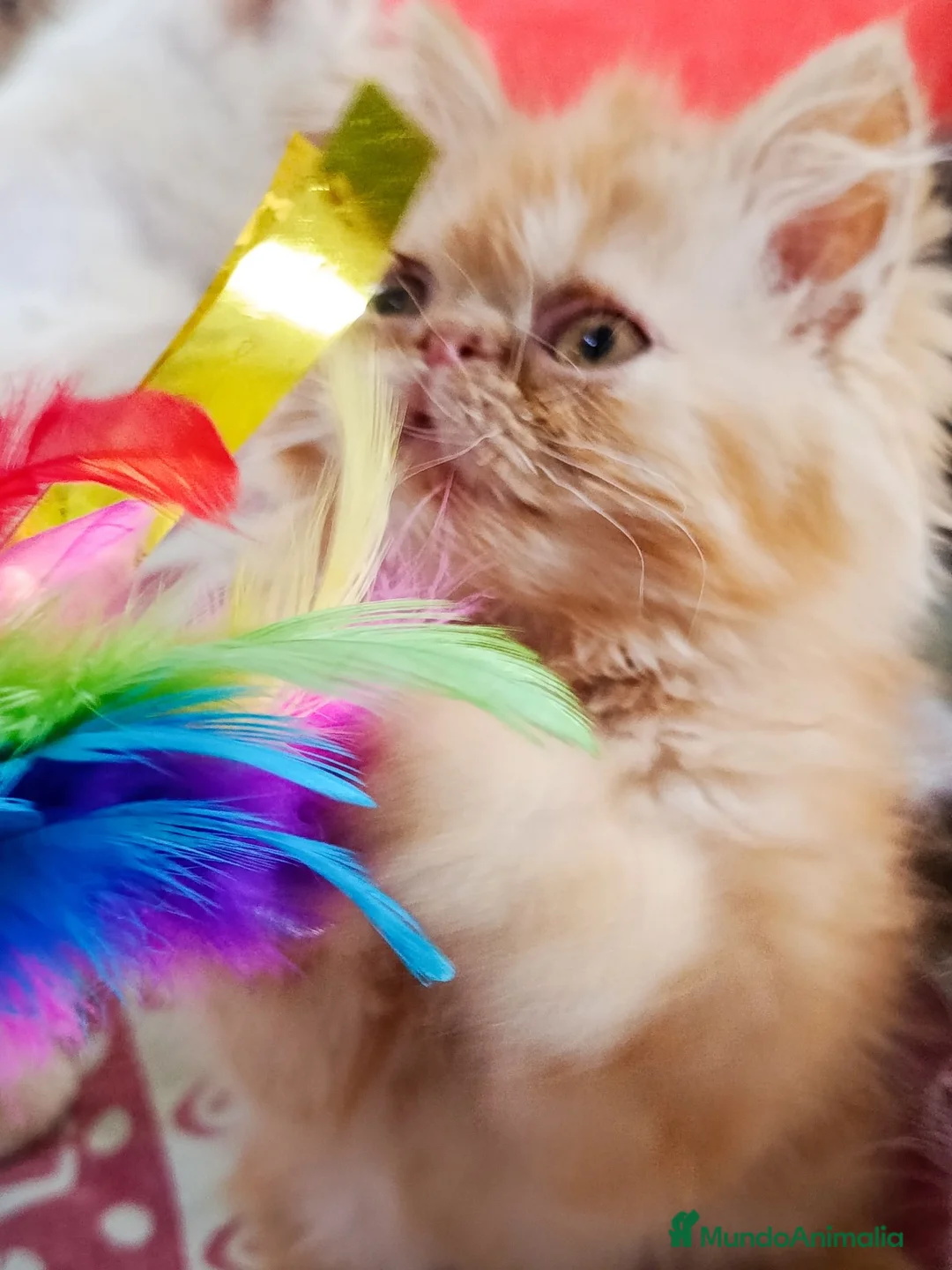 Persa gatos en venta: CACHORRO PERSA ROJO - Anuncio 2