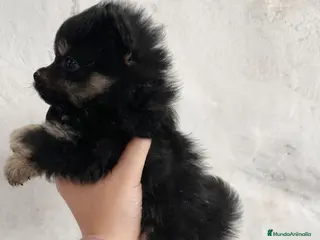 Pomerania perros Pomerania Black & Tan — Macho y Hembra” - Anuncio 2
