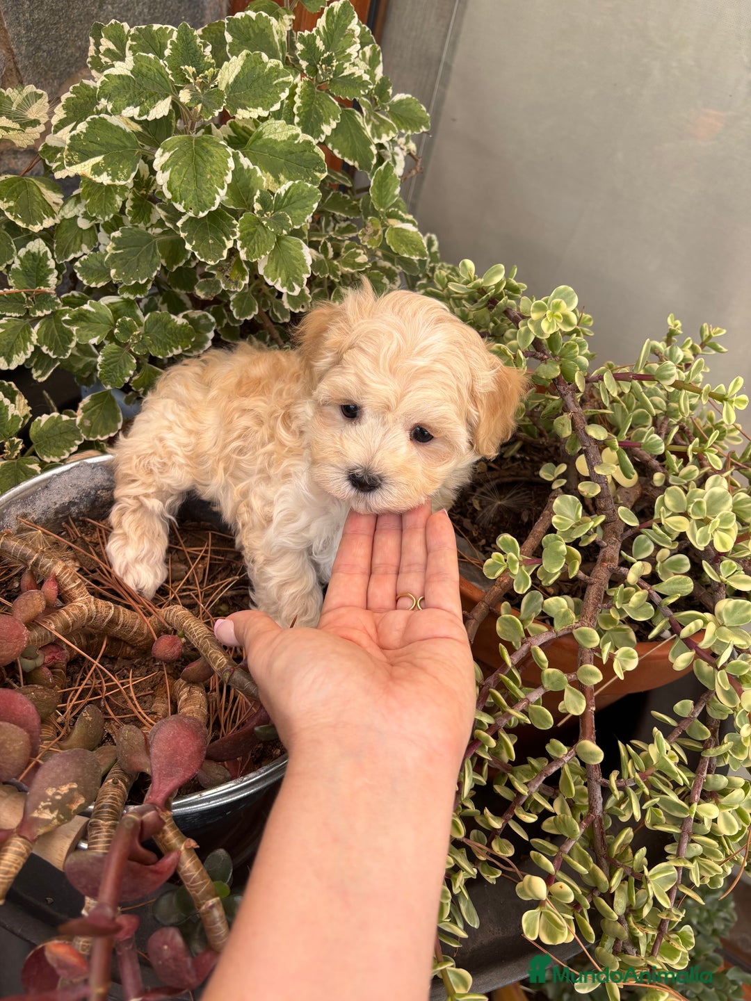 Maltipoo perros en venta: Maltipoo Macho Disponible  - Anuncio 4