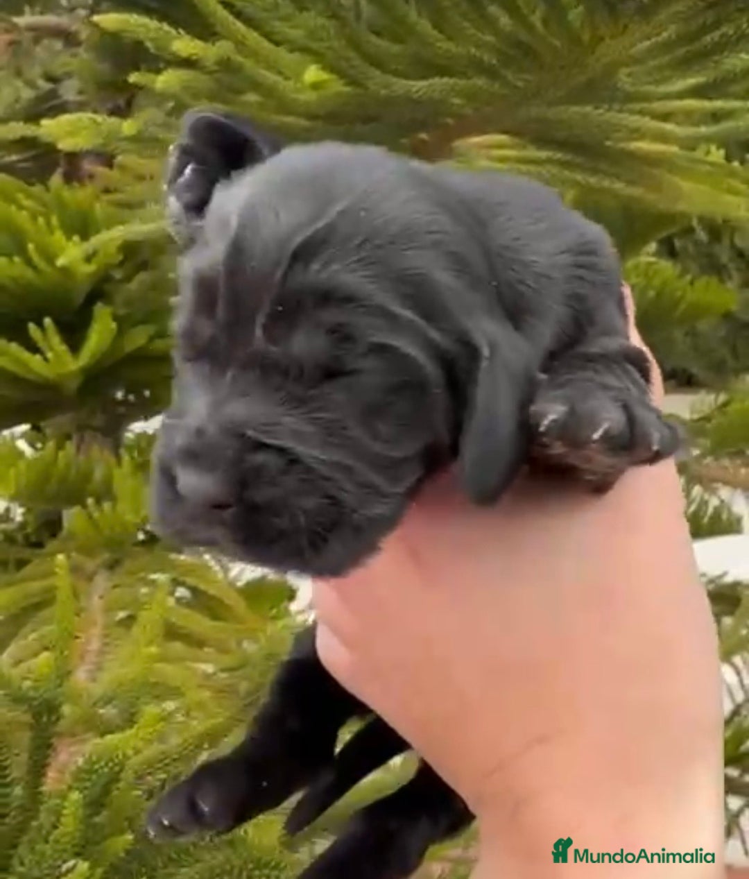 Cocker Spaniel Inglés perros en venta: Preciosos cachorros de cocker  - Anuncio 6