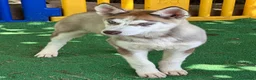 Husky Siberiano perros en venta: HUSKY SIBERIANO ÚLTIMOS CACHORROS ECONÓMICOS  en Barcelona - Anuncio 6