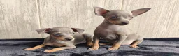 Ratón de Praga perros en venta: RATÓN DE PRAGA - Anuncio 1