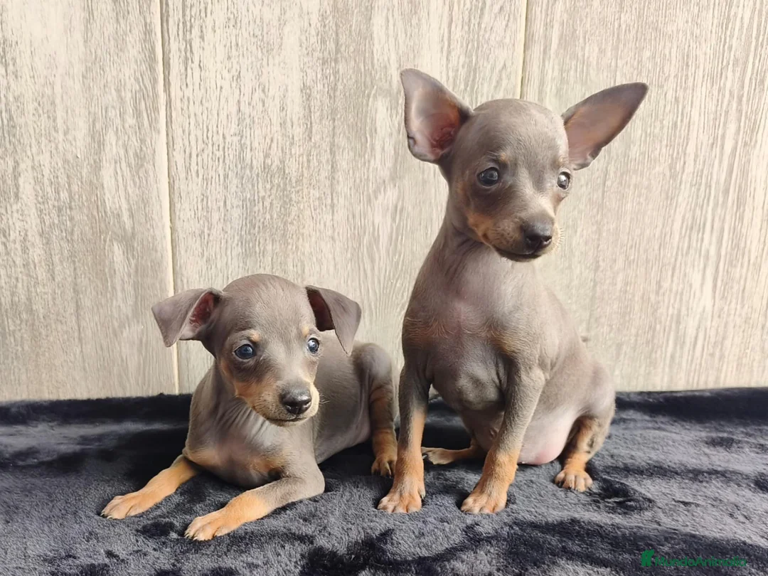 Ratón de Praga perros en venta: RATÓN DE PRAGA - Anuncio 1