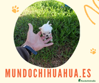 Chihuahua Cachorro 7
