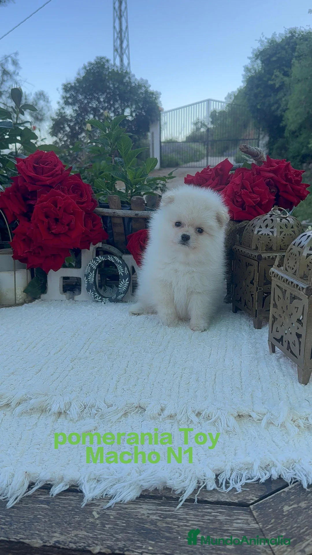 Pomerania perros en venta: Pomerania lulu Toy macho Blanco Disponible  - Anuncio 2