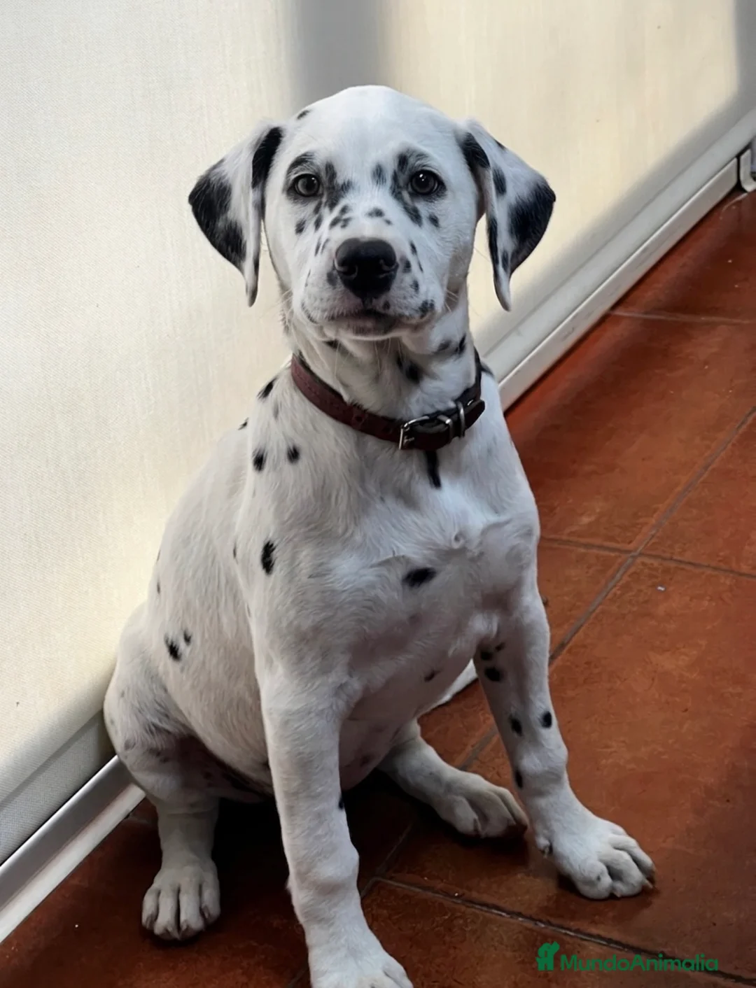 Dálmata perros en venta: Cachorrita hembra de Dalmata  - Anuncio 2