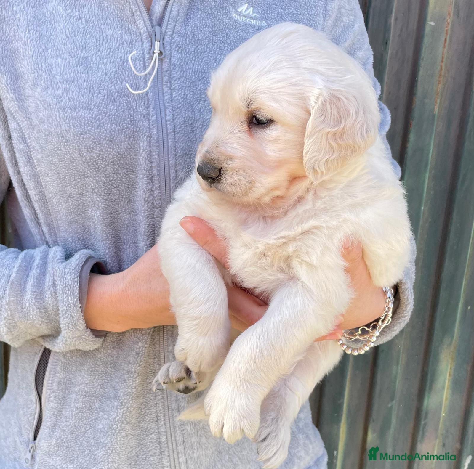 Golden Retriever perros Golden Retriever - Anuncio 2