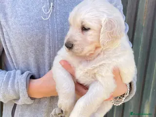 Golden Retriever perros Golden Retriever - Anuncio 2