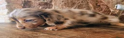 Teckel perros en venta: Teckel kanichen pelo largo precio real - Anuncio 4