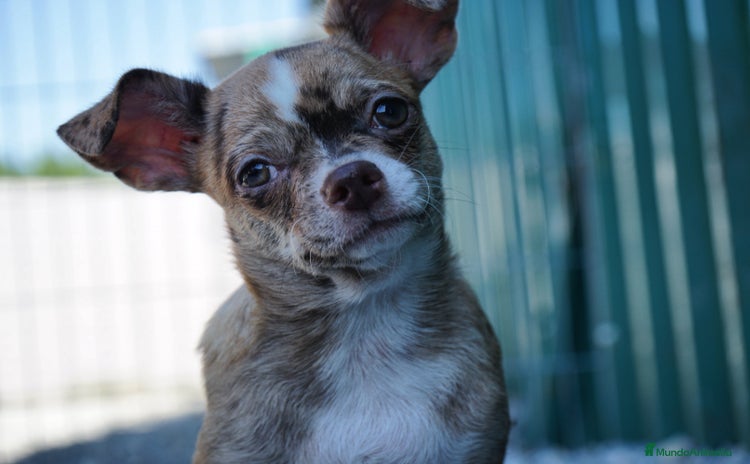 Chihuahua perros - Propaganda 13