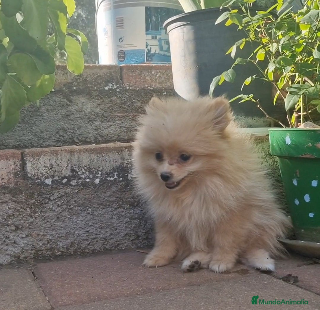 Pomerania perros en venta: Pomerania 50% línea rusa - Imagen 9