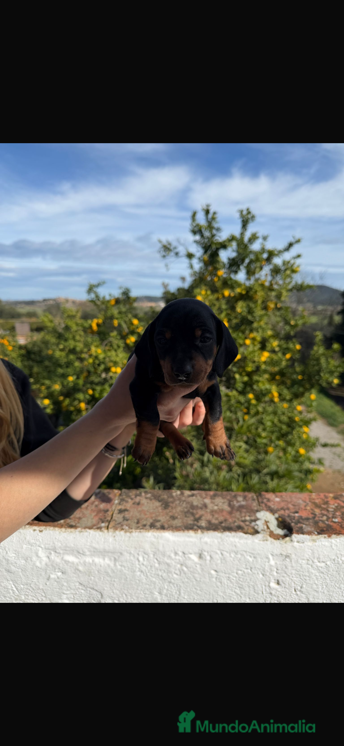 Teckel perros Teckels negro fuego  - Anuncio 2