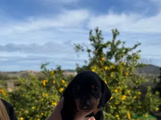 Teckel perros Teckels negro fuego - Anuncio 2