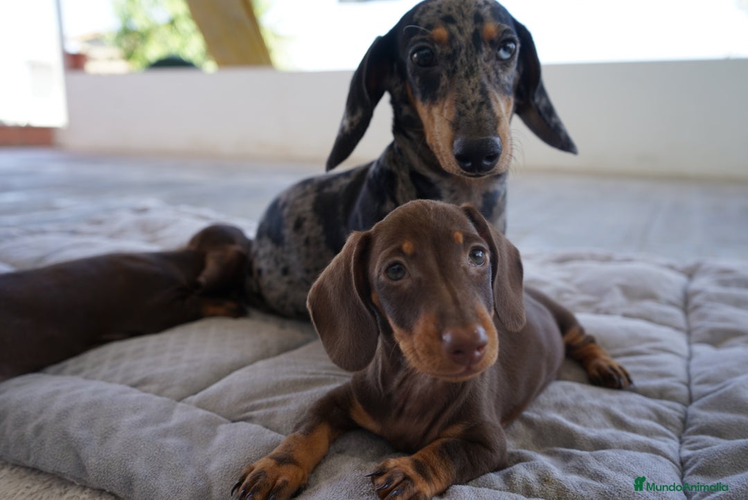Teckel Miniatura perros en venta: 🐕 Gregorio, 🍫 Bongo y 🍩 Cacao – Teckel únicos - Imagen 9