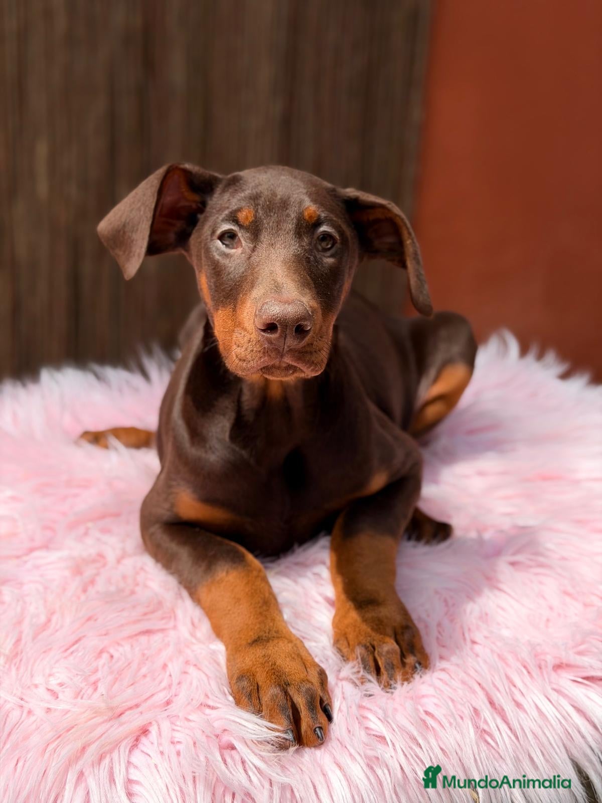 Dobermann perros DOBERMAN CHOCOLATE - Anuncio 2