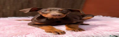 Dobermann Cachorro 1