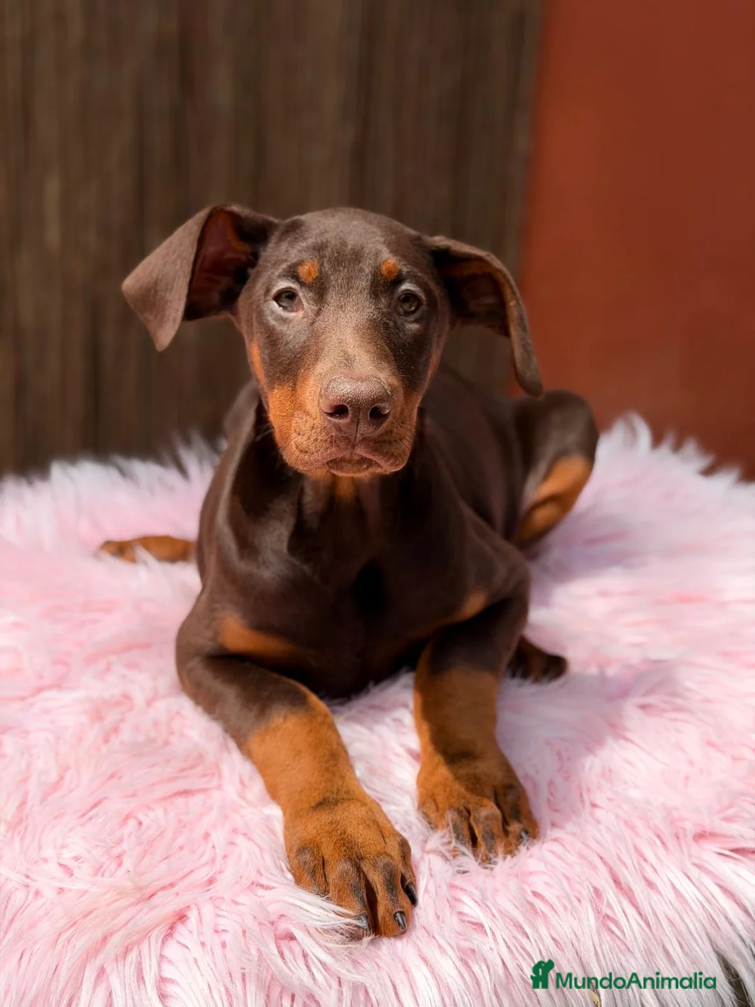 Dobermann perros en venta: DOBERMAN CHOCOLATE - Anuncio 1