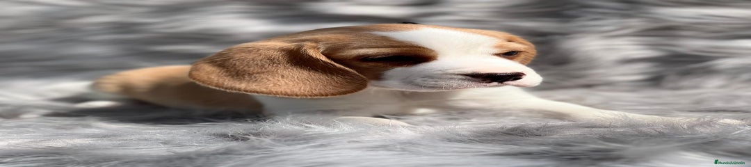 Beagle Cachorro 1
