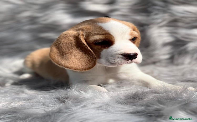Beagle perros en Barcelona - Propaganda 4