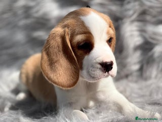 Beagle perros en Barcelona - Anuncio 1