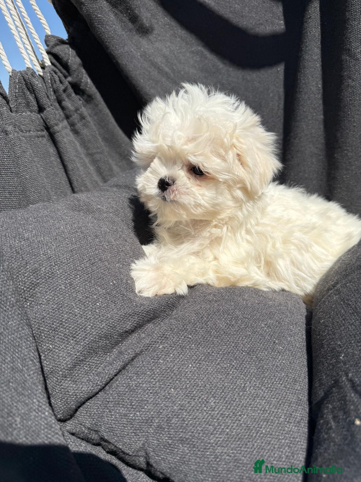 Bichón Maltés perros Bichon maltés miniatura líneas coreanas  - Anuncio 1