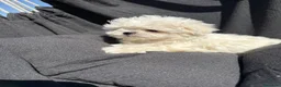 Bichón Maltés perros en venta: Bichon maltés miniatura líneas coreanas  - Anuncio 1