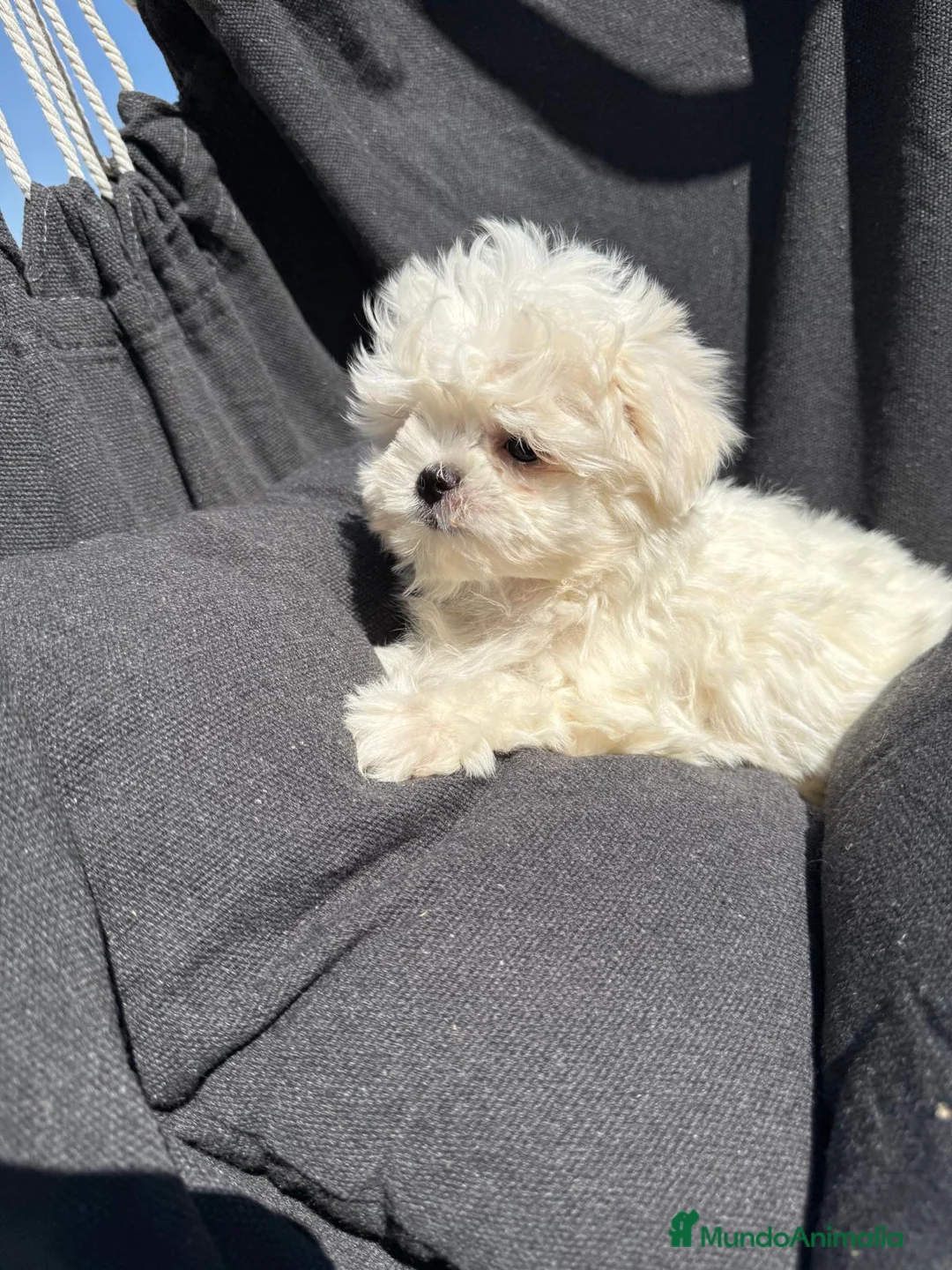 Bichón Maltés perros en venta: Bichon maltés miniatura líneas coreanas  - Anuncio 1