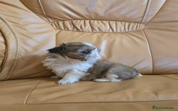 Shih Tzu perros en venta: Shih tzu Macho Disponible  - Imagen 6