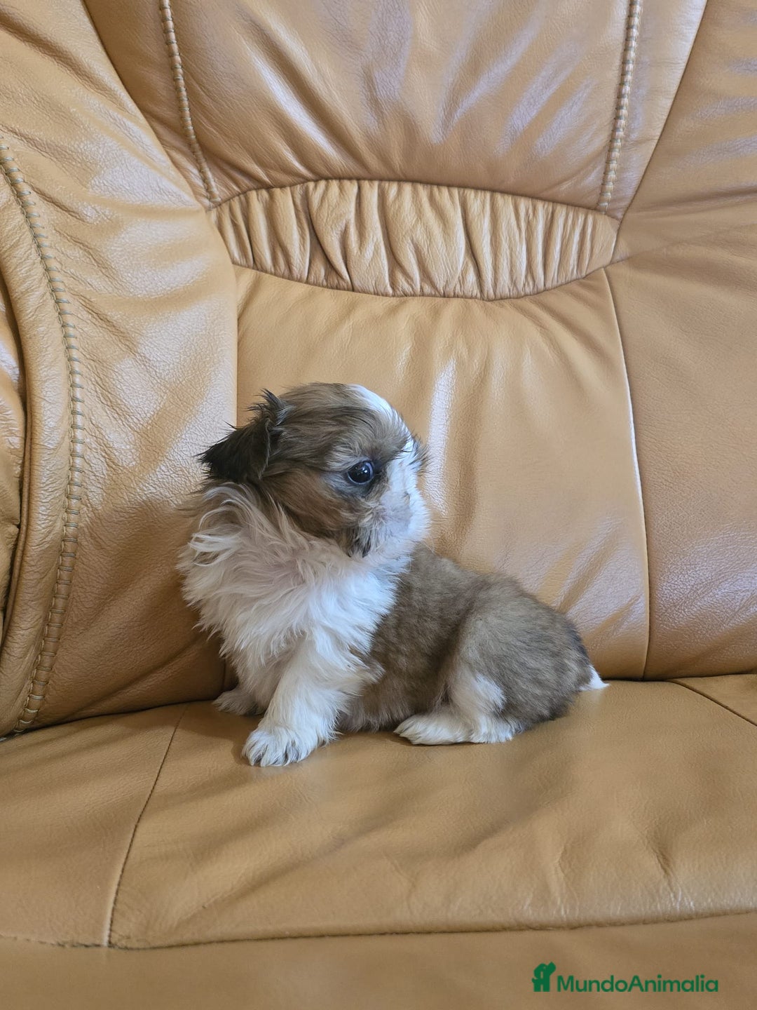 Shih Tzu perros en venta: Shih tzu Macho Disponible  - Imagen 6