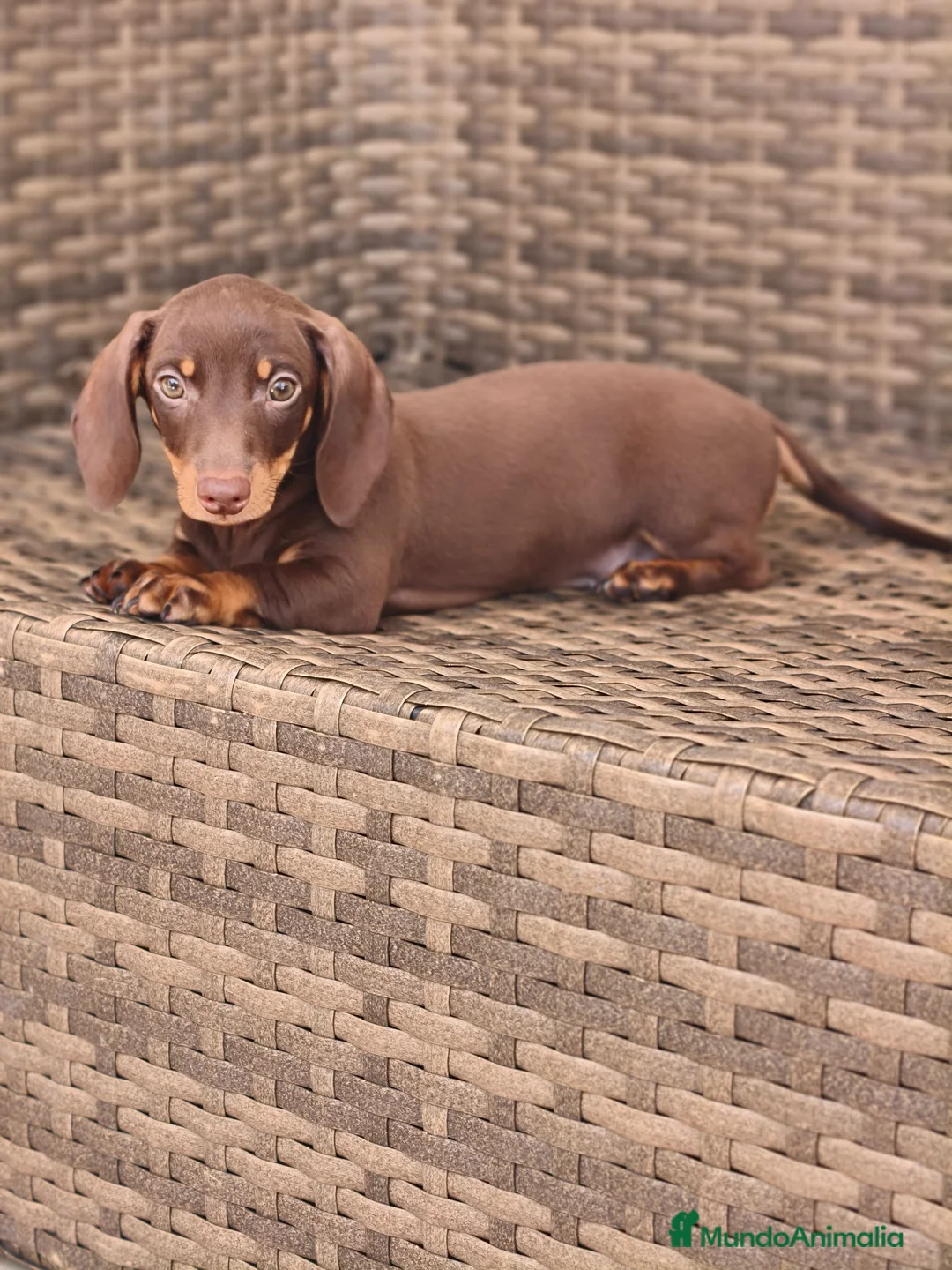 Teckel Miniatura perros en venta: Teckel Mini hembra chocolate disponible  - Anuncio 2