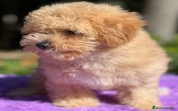 Maltipoo perros en venta: Maltipoo Toy hembra  - Imagen 6
