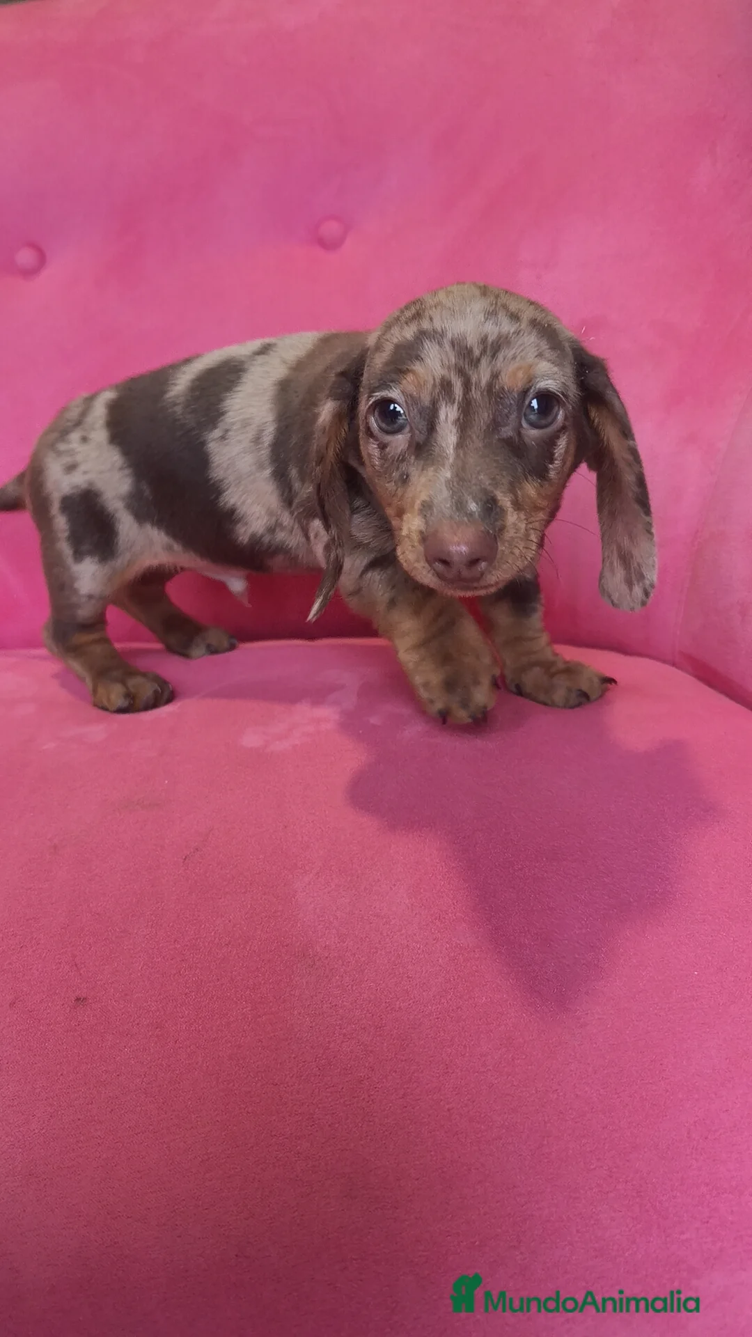 Teckel Miniatura perros en venta: Teckel mini arlequín macho - Anuncio 5