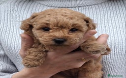 Caniche Toy perros en venta: CANICHE MACHO - Imagen 2