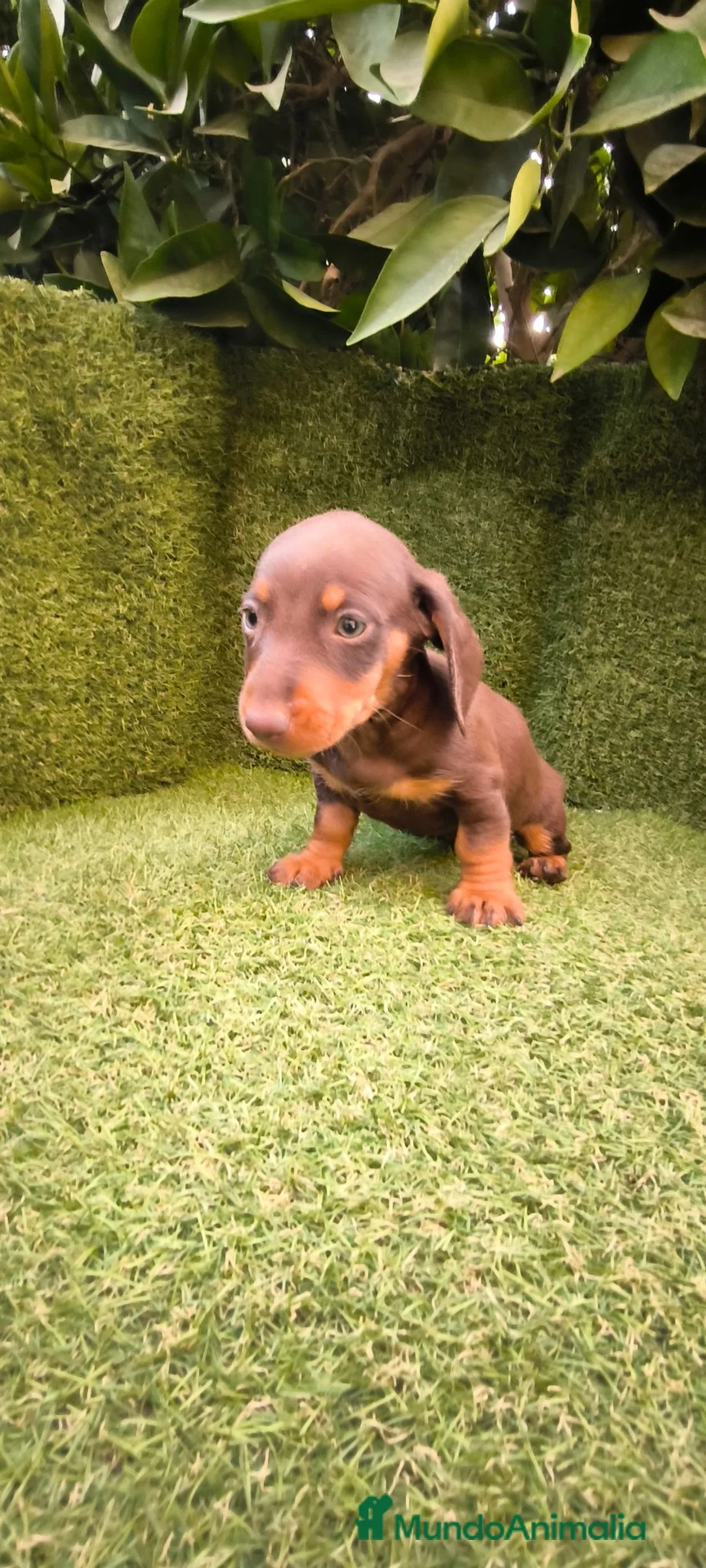 Teckel Miniatura perros en venta: teckel miniatura chocolate  - Anuncio 2