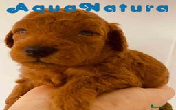 Caniche Toy perros en venta: Cachorros Caniche camada de Pastanaga - Imagen 3