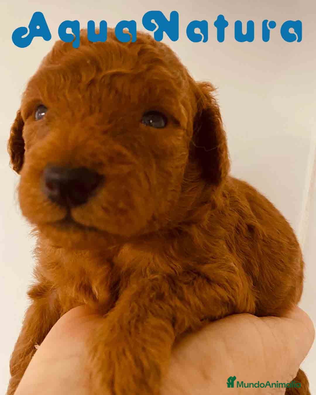 Caniche Toy perros en venta: Cachorros Caniche camada de Pastanaga - Imagen 3
