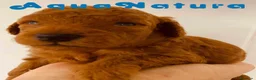 Caniche Toy perros en venta: Cachorros Caniche camada de Pastanaga - Anuncio 3
