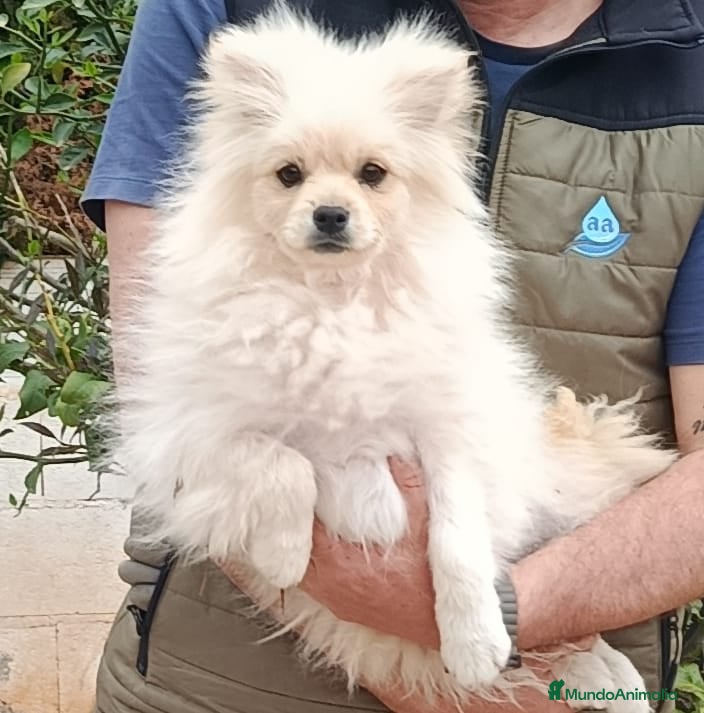 Pomerania perros Pomerania  - Anuncio 1