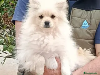Pomerania perros Pomerania - Anuncio 1